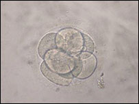 stem cell